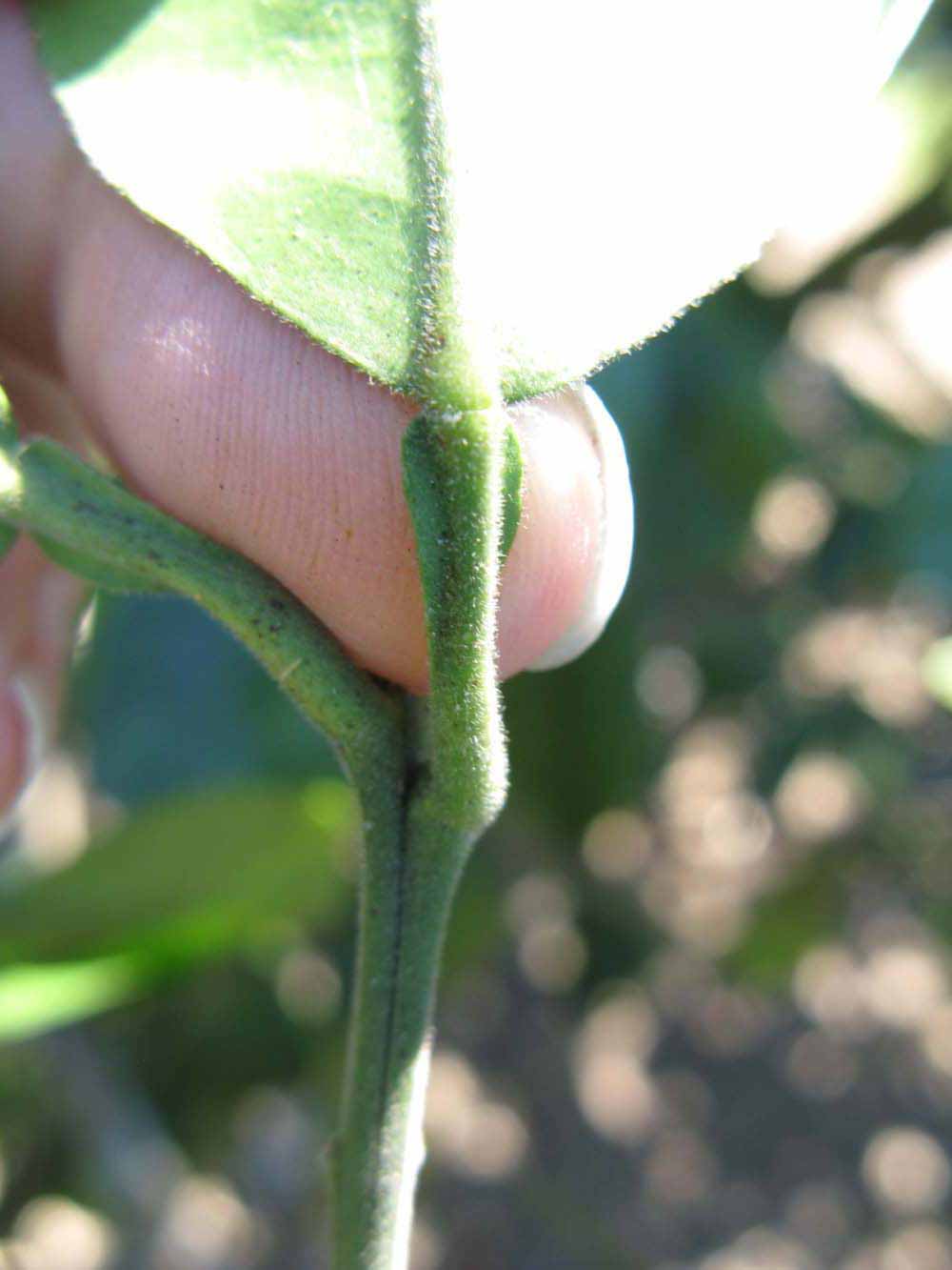              Petiole (Winter Haven, FL)       